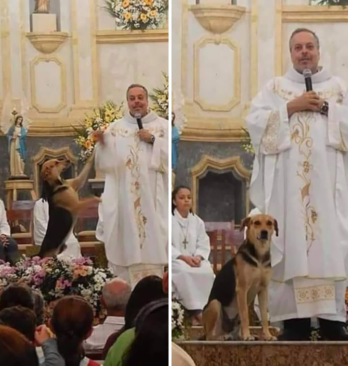This Priest Shelters Stray Dogs And Brings Them To The Church So They Can Be Adopted