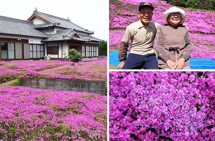 This Husband Spent 2 Years Planting Thousands Of Scented Flowers For His Blind Wife To Smell And Get Her Out Of Depression