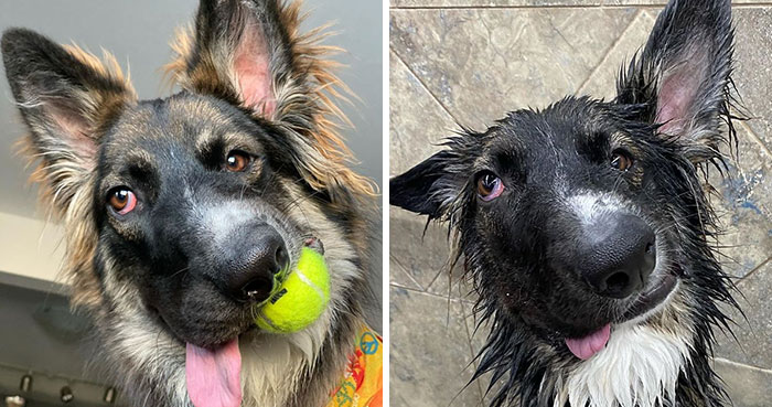 Dog Finally Gets Adopted After His Mother’s Attack Left His Face Wonky