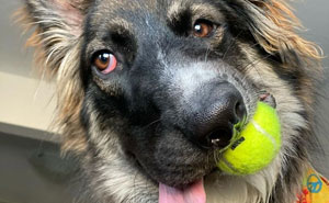 Dog Finally Gets Adopted After His Mother's Attack Left His Face Wonky