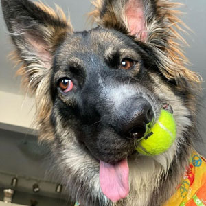 Dog Finally Gets Adopted After His Mother's Attack Left His Face Wonky