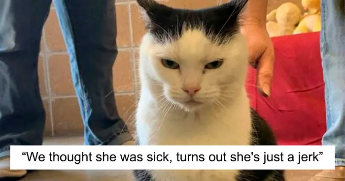 Animal Shelter Puts Up The World S Worst Cat For Adoption And