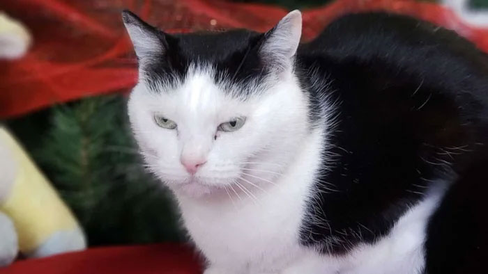 Este refugio de animales puso en adopción a "la peor gata del mundo" y a la gente le encanta la descripción