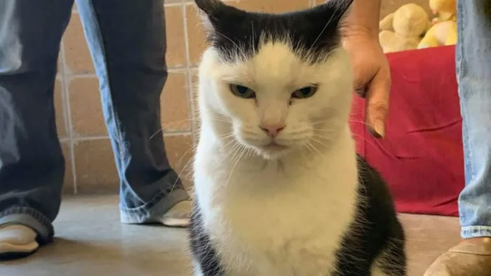 Animal Shelter Puts Up 'The World's Worst Cat' For Adoption And People Are Loving The Description