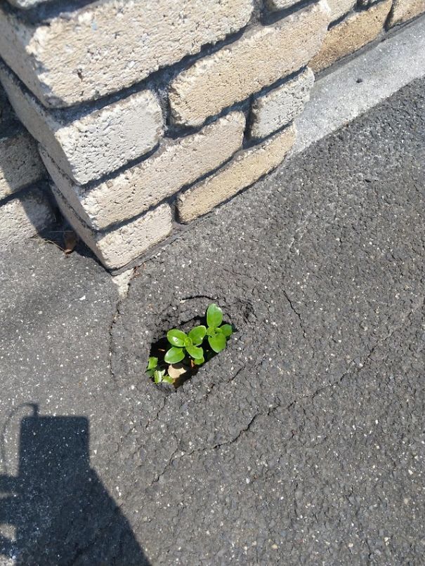 Plant growing inside the hollow in a sidewalk