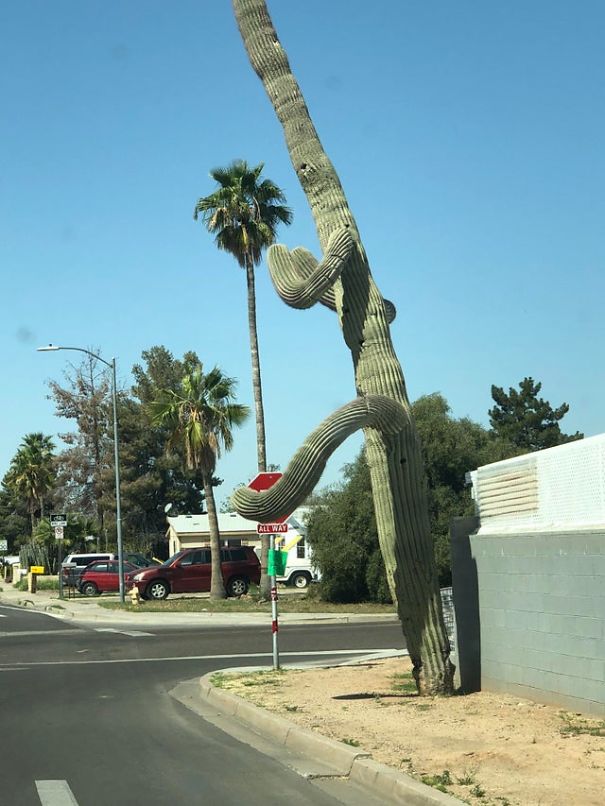 "Walking cactus"