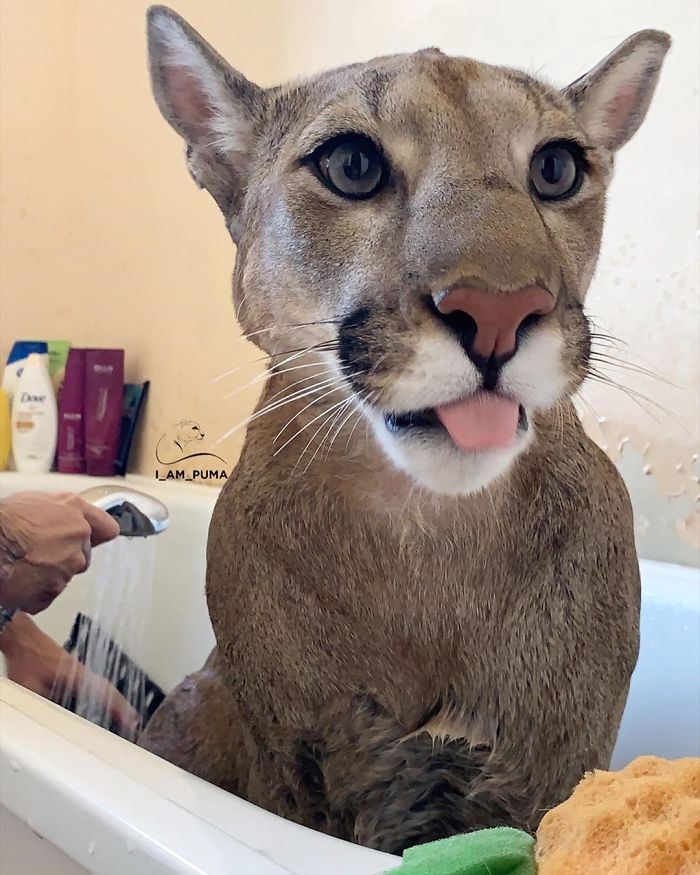 Rescue Puma Can't Be Released Into The Wild, Lives His Best Life As A Spoiled House Cat (New Pics)