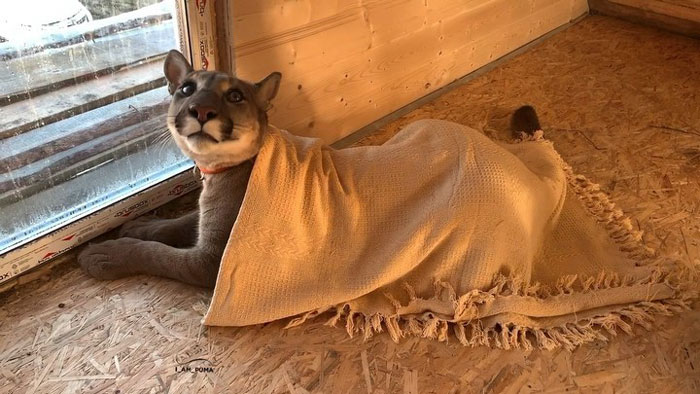 Rescue Puma Can't Be Released Into The Wild, Lives His Best Life As A Spoiled House Cat (New Pics)