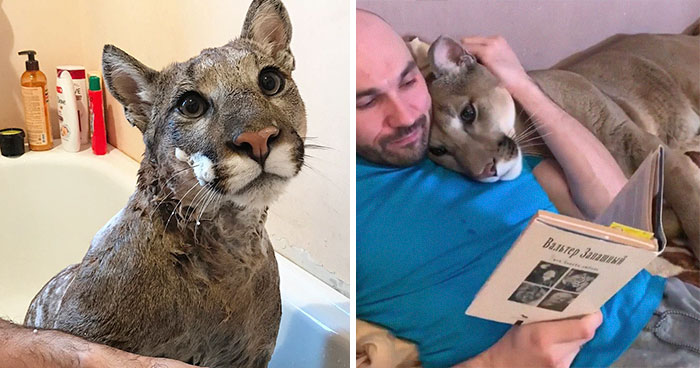 Rescue Puma Can’t Be Released Into The Wild, Lives His Best Life As A Spoiled House Cat (New Pics)