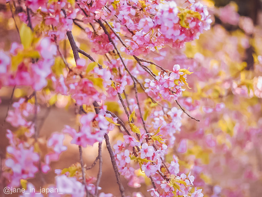 I Photographed The Early Sakura Blooms In Tokyo, Japan