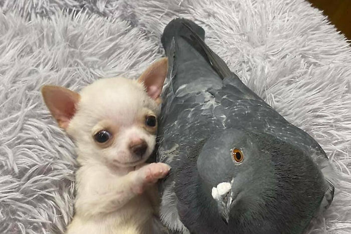 Meet Herman, The Flightless Pigeon And His Best Friend Lundy, The Chihuahua Who Can't Walk