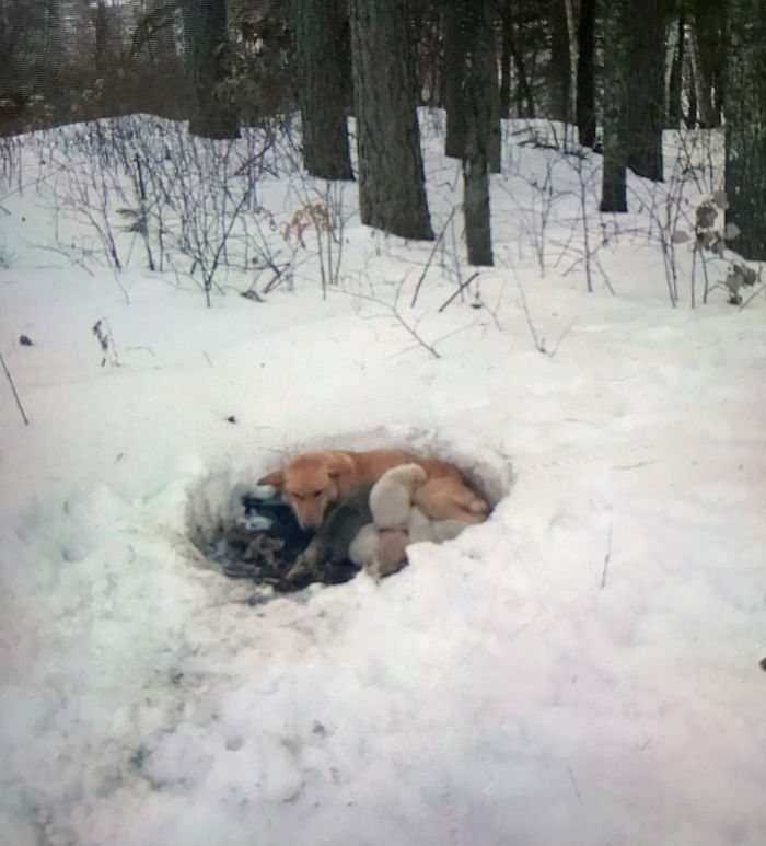 Litter of 6 Survives In The Cold Due To The Caring Love Of Their Mother, Gets Saved By The Locals