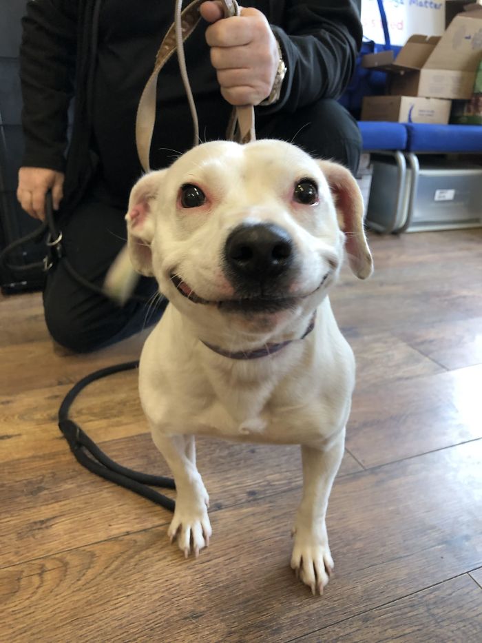 Stray Staffie With A Fabulous Smile Finds Her Forever Home