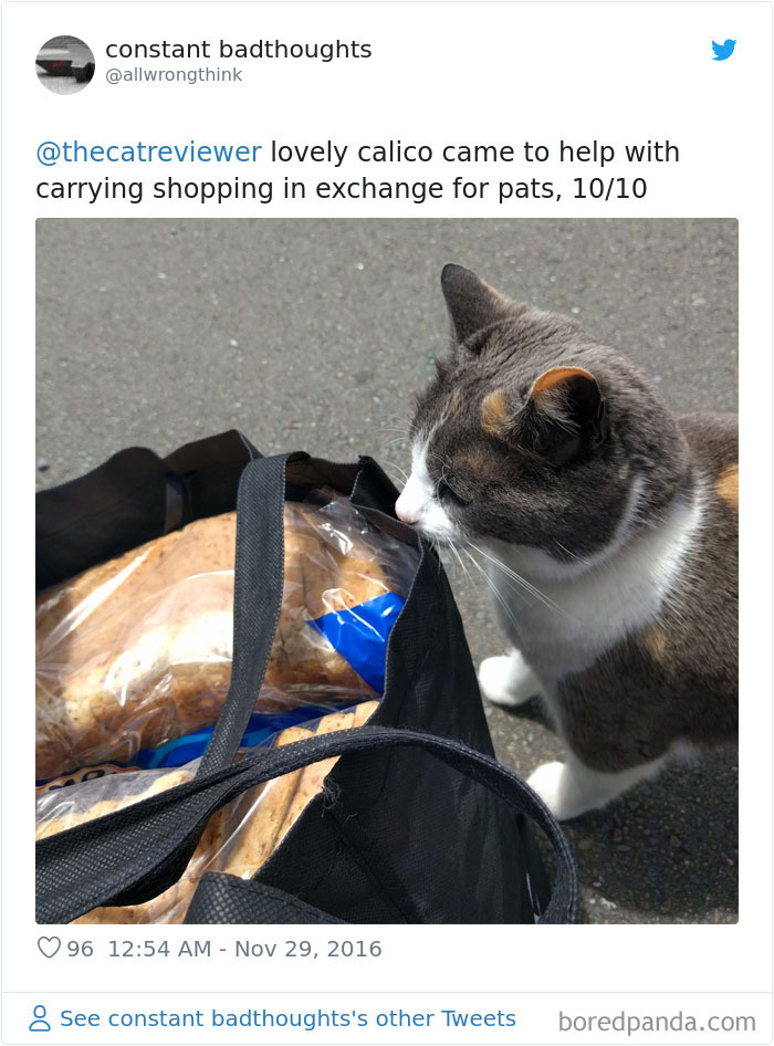 People-Review-Cats-Thecatreviewer