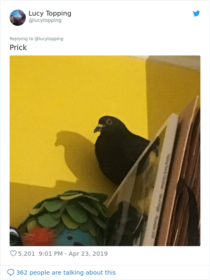 Woman Realizes Two Pigeons Have Been Sitting With Her In The Room For 2 Hours, Shares Everything In Hilarious Tweets