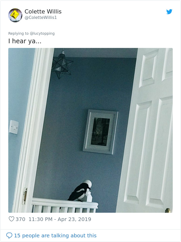 Woman Realizes Two Pigeons Have Been Sitting With Her In The Room For 2 Hours, Shares Everything In Hilarious Tweets