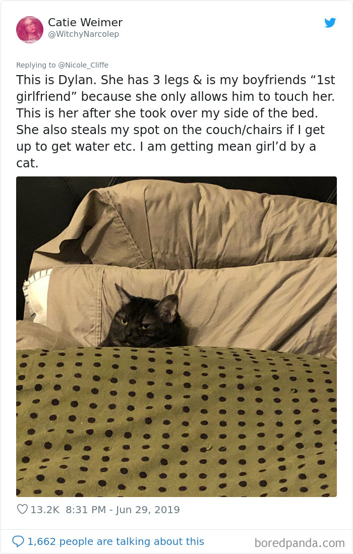 Mean-Cats-Owners-Stories