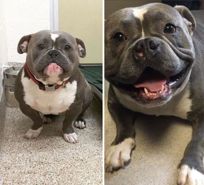 These Are Frank’s Before And After Adoption Pics