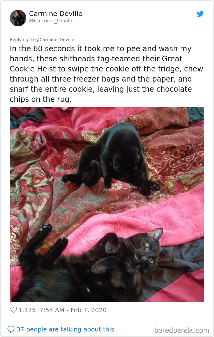 Woman Leaves A Weed Cookie Lying Unattended For A Minute, Her Cat Steals It And Eats It