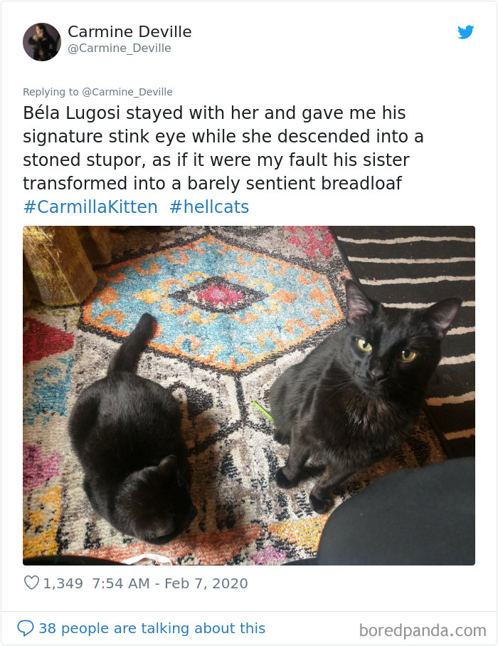 Woman Leaves A Weed Cookie Lying Unattended For A Minute, Her Cat Steals It And Eats It