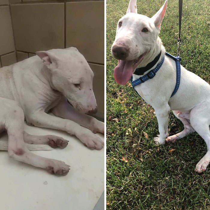 Pickles Is Still Up For Adoption But It’s Amazing What Just Being Out Of The Shelter Can Do
