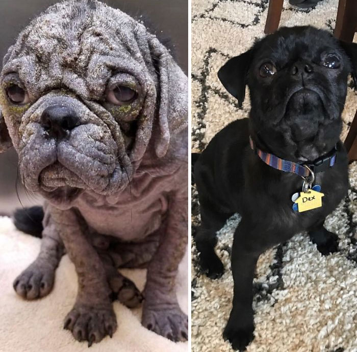 This Is Dex. He Fought For His Life After Having Been Left For Dead On The Streets Of Austin. After 10 Weeks Of Being Nursed Back To Health By Pug Rescue Austin, We Were Lucky Enough To Adopt Him In Our Loving Home