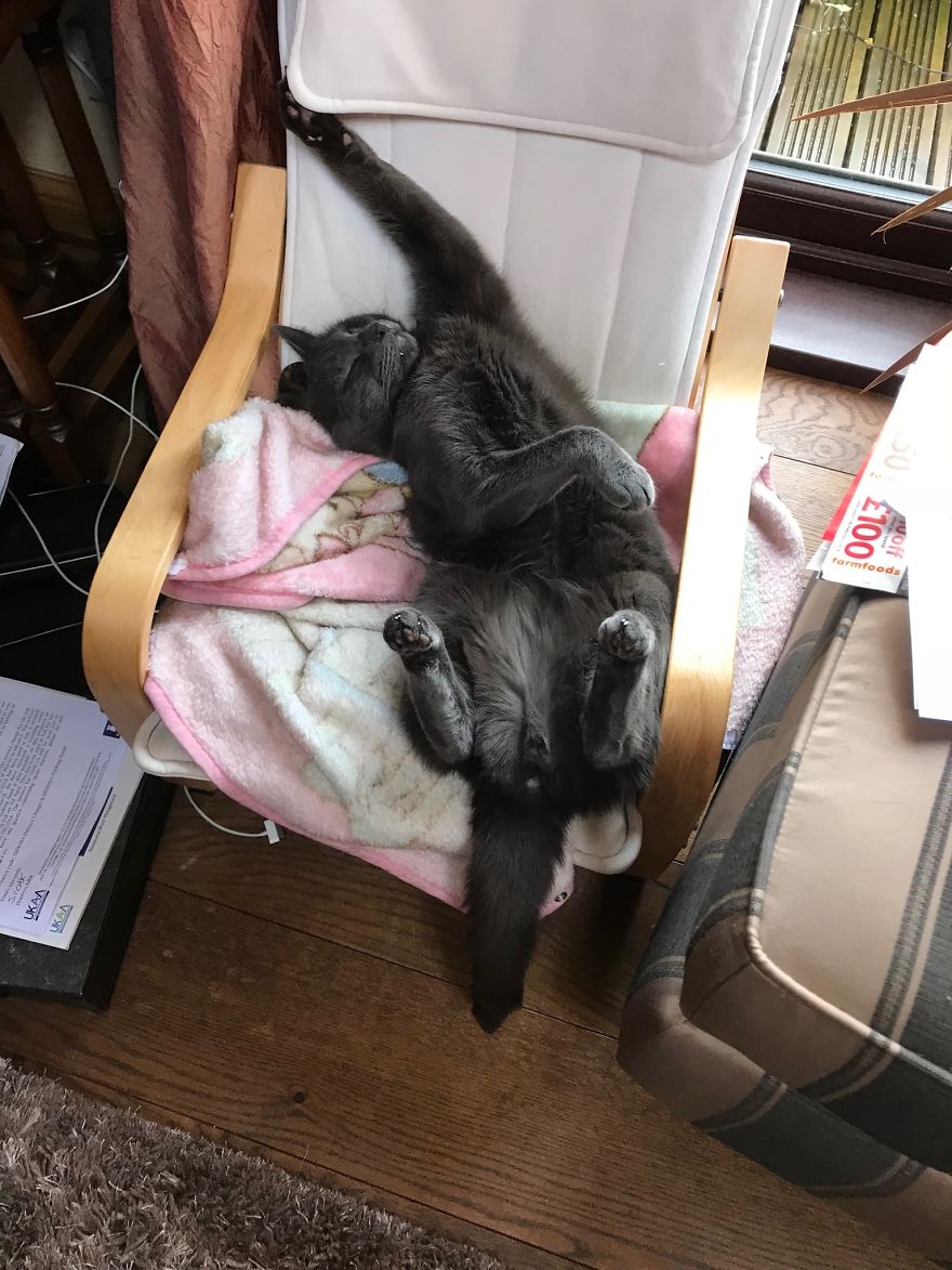 Expert Awkward Sleeper ...... Koshka The Cat❤️