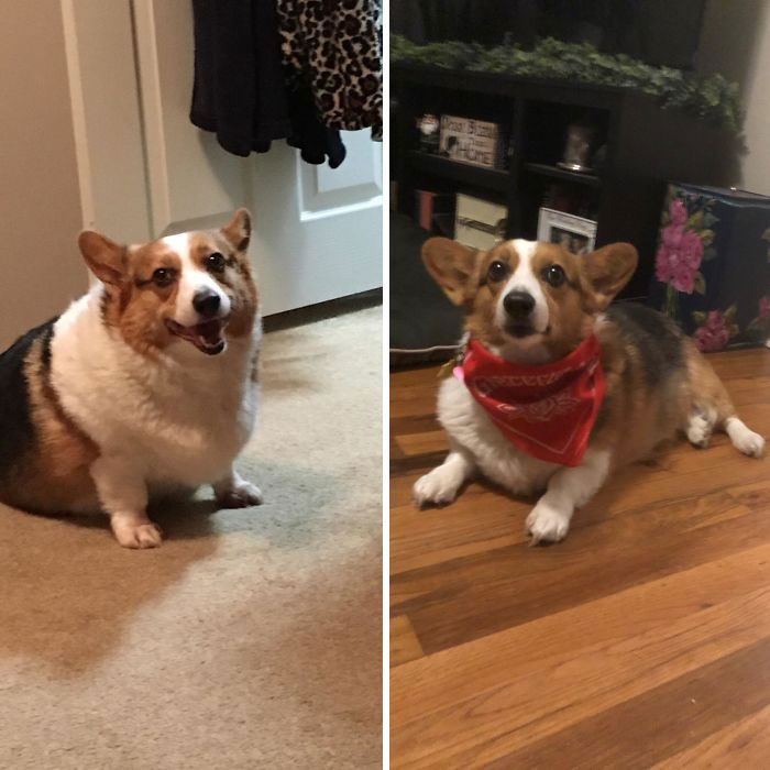 It Has Taken 2 Years Since We Adopted Her, But Reba Has Dropped More Than Half Her Weight And I Couldn’t Be More Proud Of Her.