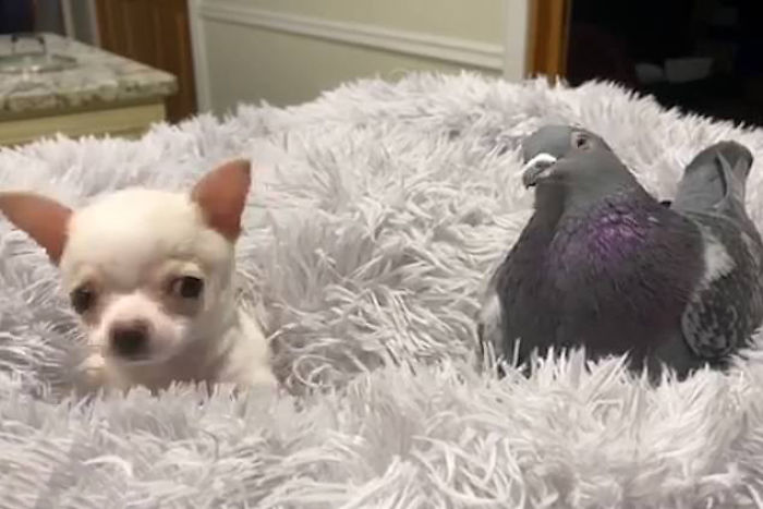 Meet Herman, The Flightless Pigeon And His Best Friend Lundy, The Chihuahua Who Can't Walk