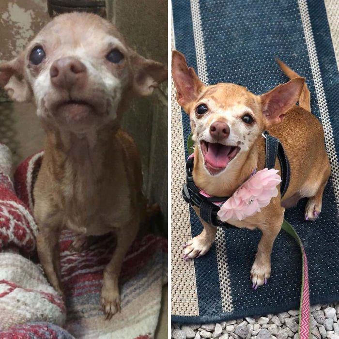 This Is Ruthie, Our 16yr Old Chihuahua Mix. December Close To Death In The Shelter Compared To Now. Old Dogs Are Worth Adopting Too!