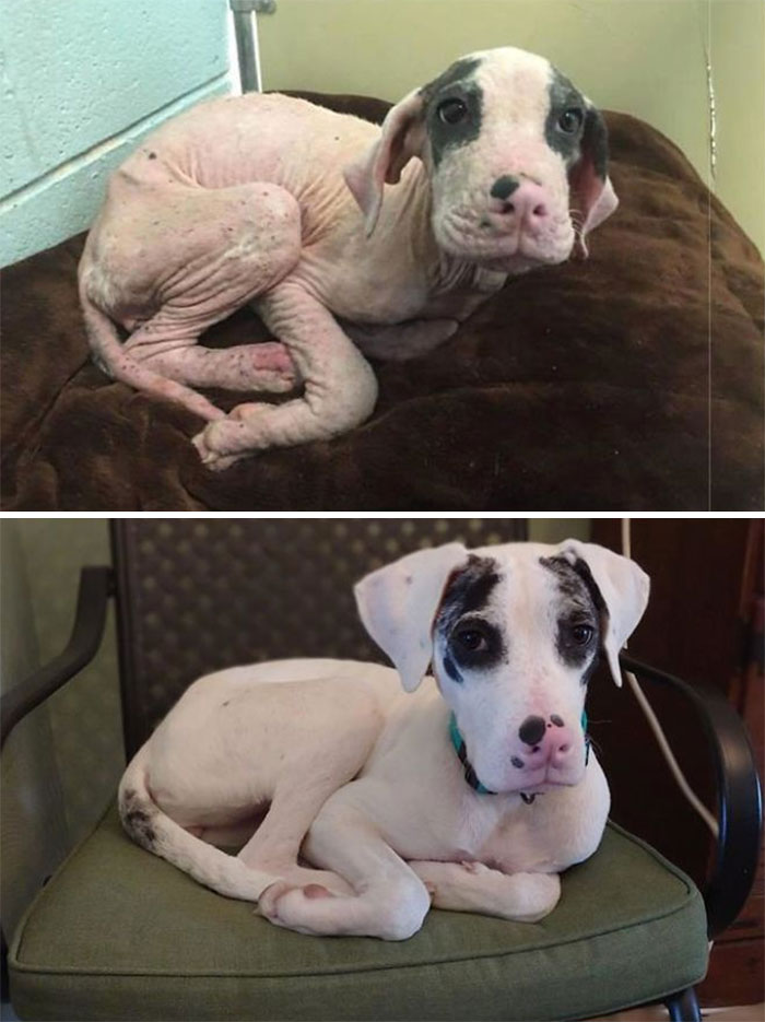 From A Severe Case Of Mange And Dumpster Diving In The Streets Of San Antonio To 3 Months Later Loving Life, Growing, And Learning Sign Language! Meet Our Deaf Dog, Rue!