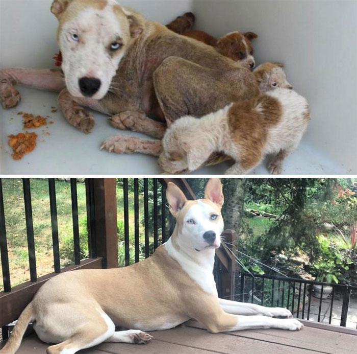 My Gorgeous Pupper With Her Puppies Before I Adopted Her And Now 3.5 Years Later