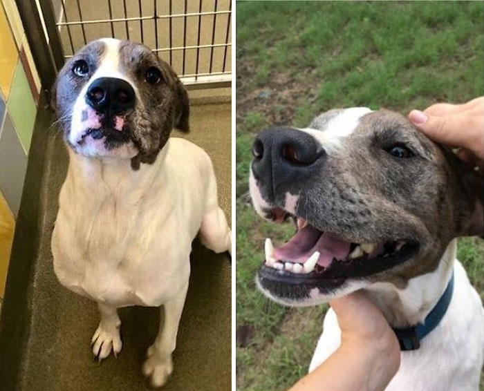 My Next-Door Neighbors Abandoned Their Dog And Got A New Puppy. She Was In The Shelter For A Full Month Before I Realized What Happened. This Is Missy In The Shelter, And When She Realized She's Never Going Back