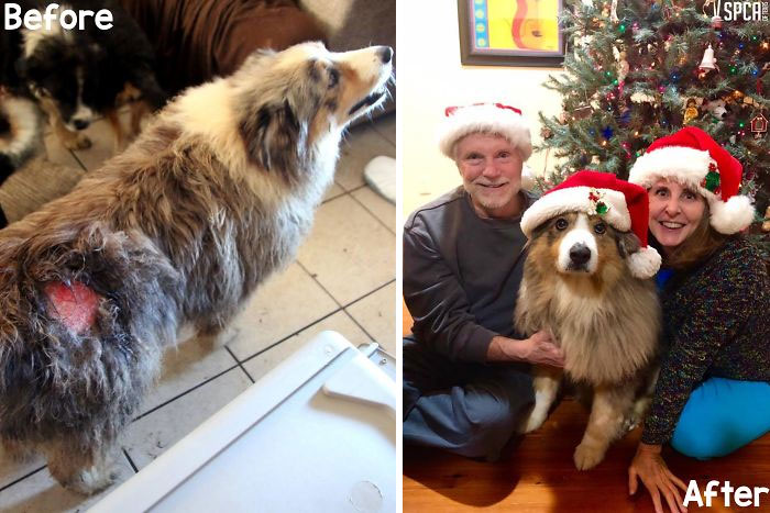 Sadie Was One Of 100+ Animals Rescued By Our Animal Cruelty Investigations Unit. 3 Months Later And Her Wounds Have Healed. She Just Spent Her First Christmas As A Permanent Member Of The Cox Family! Our Transfer Partner Lone Star Aussie Rescue Helped Sadie And Even Connected Her With The Cox Family