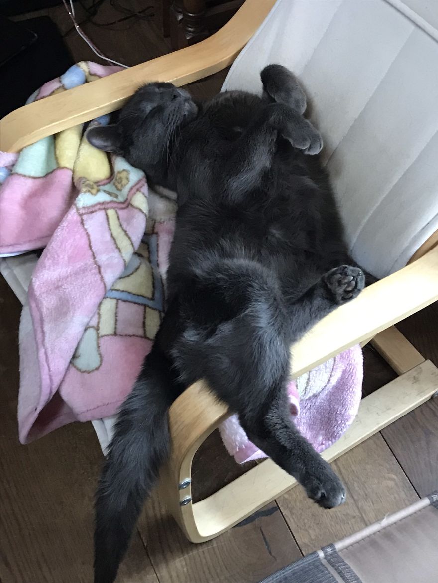 Expert Awkward Sleeper ...... Koshka The Cat❤️