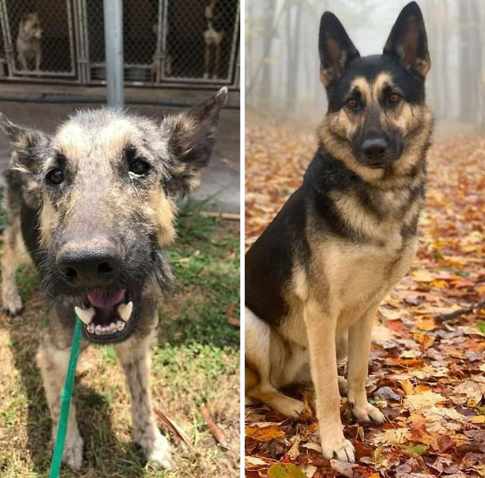 Glow Up! Not My Dog But The Adoption Group I'm Proud To Have Gotten My Rescue From