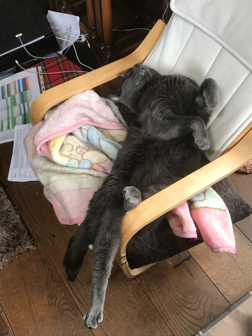 Expert Awkward Sleeper ...... Koshka The Cat❤️