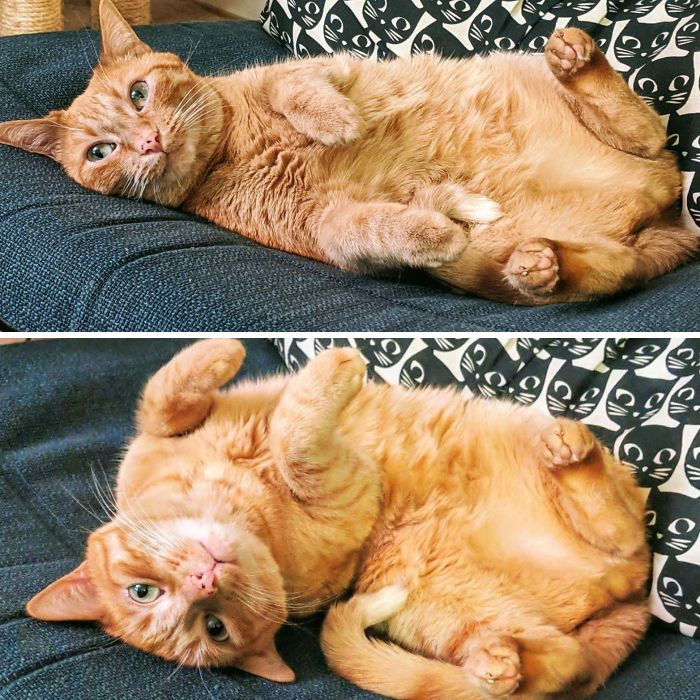 I Just Wanted To Show The World Of Reddit The Most Precious Thing In My World. My Rescue Kitty, Sunshine, Does This Whenever She Wants Belly Rubs. She's Chosen Me As Her Mommy. Hope She Adds Some Sunshine To Your Day. 😽☀️