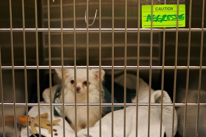 Animals That Were Used For Drug Testing Can Now Be Adopted Instead Of Euthanized