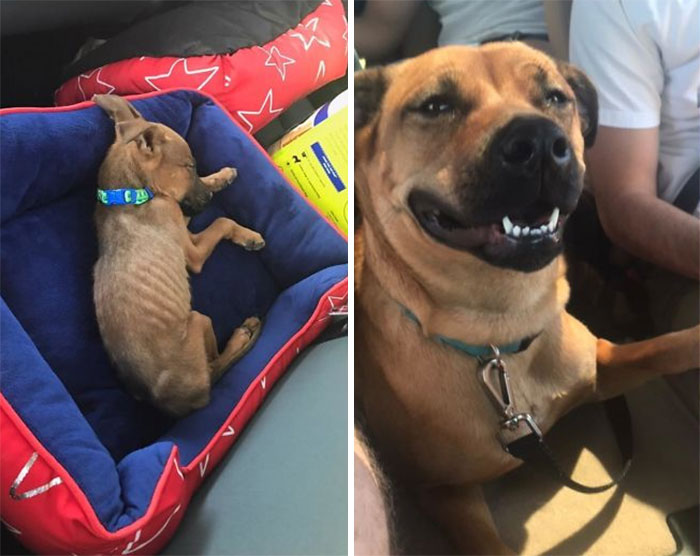 Rescued A Skeleton And Ended Up With This Sweet Girl Who Is Always Smiling