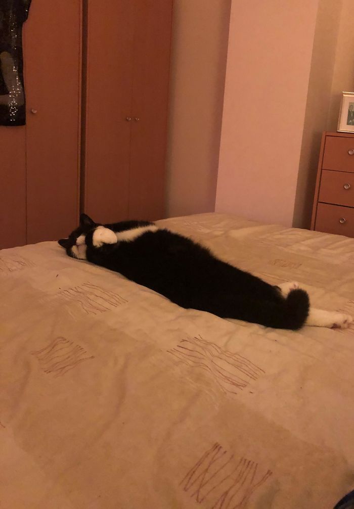 Long Cat Having A Rest