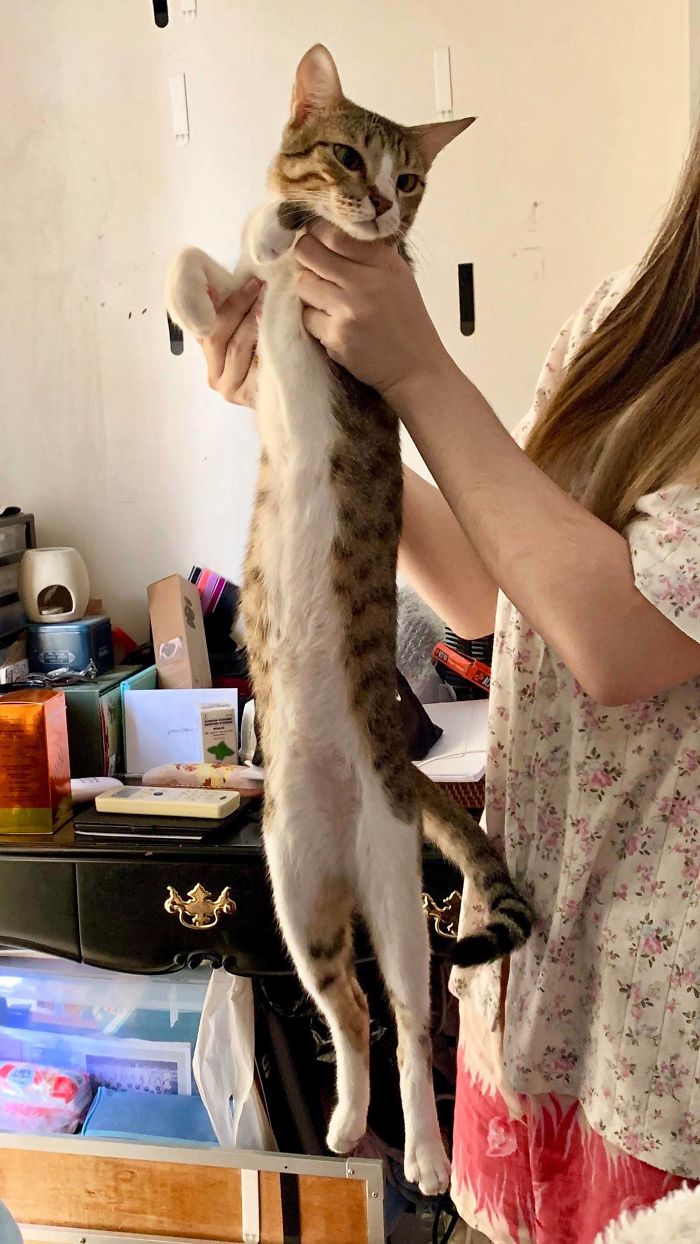 Finn Is An Extra Long Cat, Even Longer Than My Torso When He Stretches Legs Out