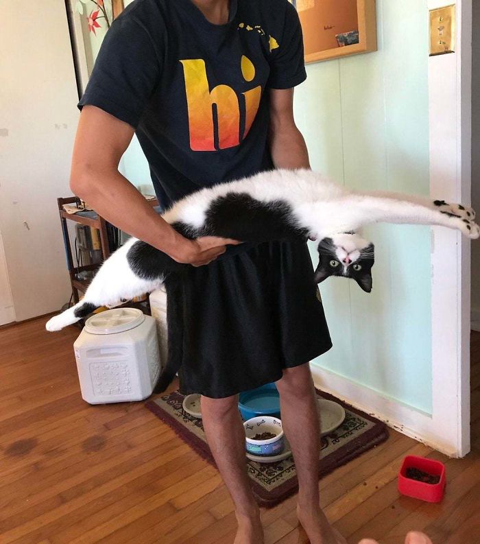 This Stretched Black And White Cat That's Being Held Upside Down