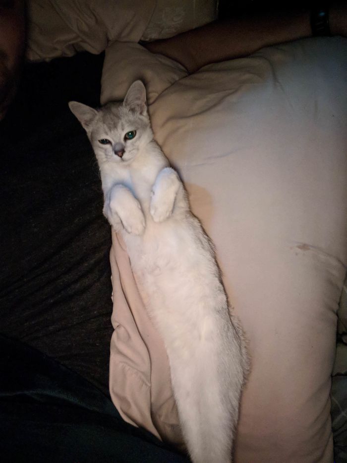 This Stretched Cat