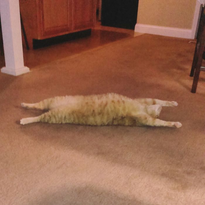 My Manx Cat, Riley, Stretching Out As Much As He Can