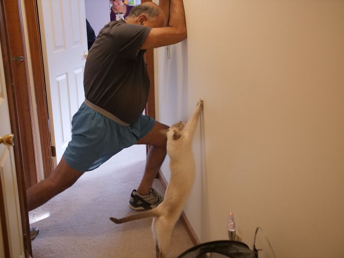 Every Time My Dad Stretches, Our Cat Likes To Join