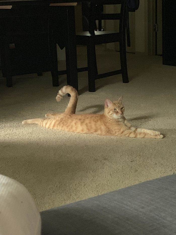Sunset Sploot With Bonus Crossed Paws And Fancy Tail