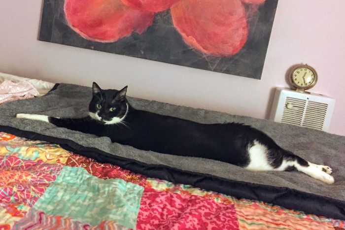 Olivia Is A Long Cat