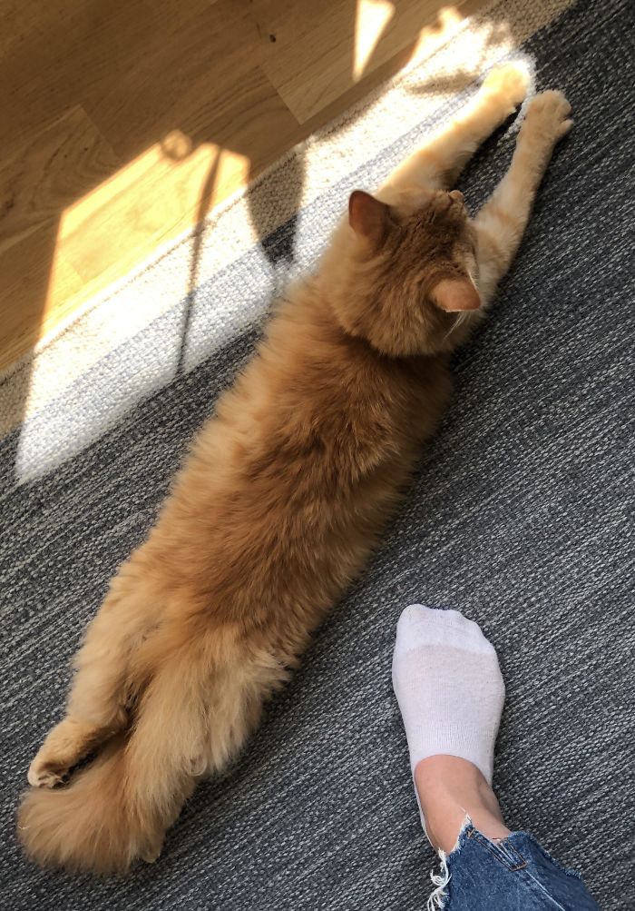 Longest Splooting Kitten? Foot For Reference
