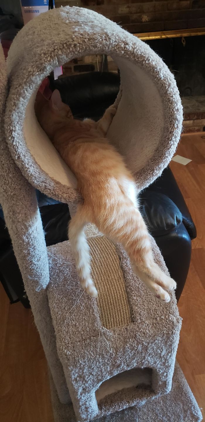A Small Orange Waterfall From Our Cat Tree